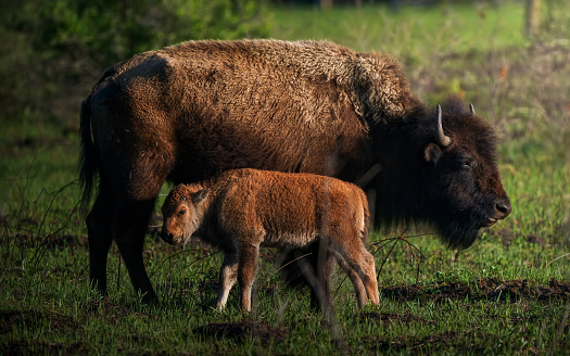 bison baby with mom