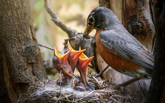 robin feeding three babies