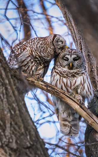 barred owl couple kissing