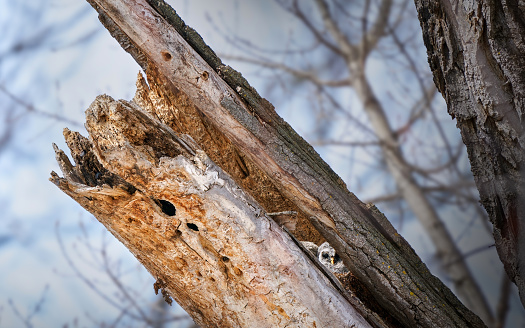 Wooden figures of owls in arboretum of Helsinki University.