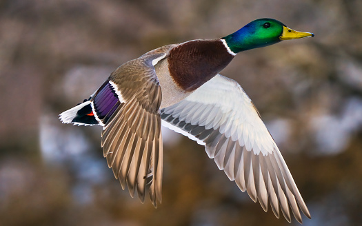 mallard duck in flight