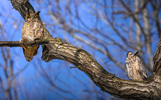 great horned owl couple