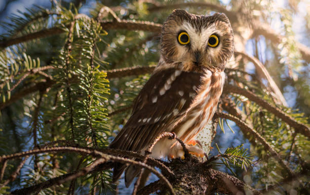 saw whet owl on a branch