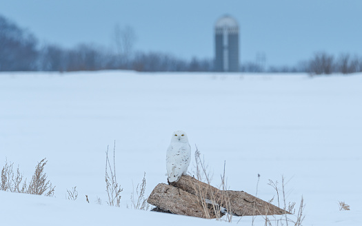 snowy owl on field with barn