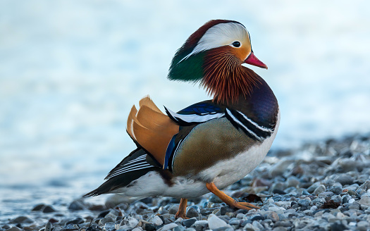 mandarin duck male
