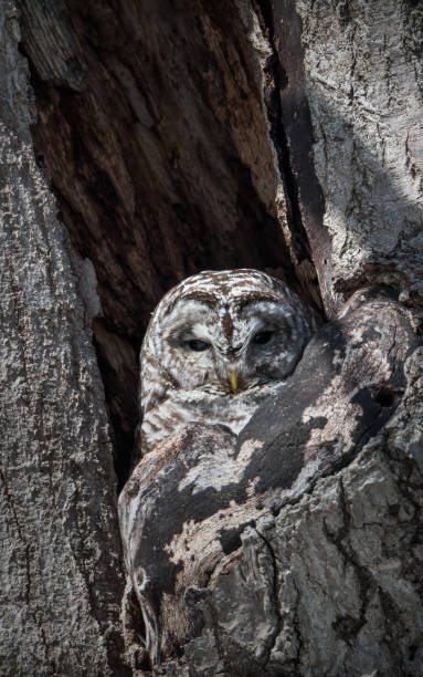 istock barred owl in cavity 1498524674