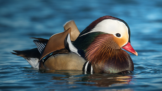 mandarin duck male