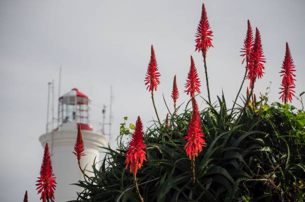 istock Close-up image of a red candelabra 1498528913