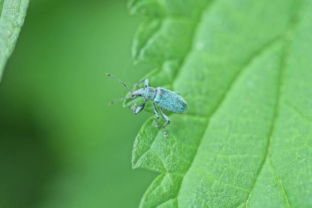 istock one small gray beetle weevil sits on a green leaf 1498529157