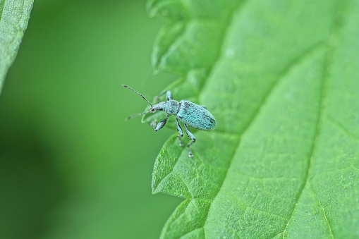 one small gray beetle weevil sits on a green leaf of a nettle plant in nature