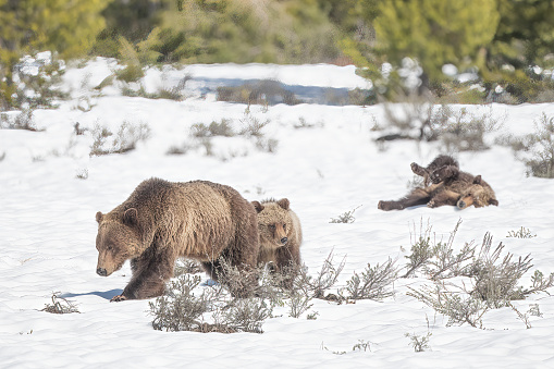 Grizzly bear sow and cubs, one playing in snow in the Yellowstone Ecosystem in western USA, in North America.