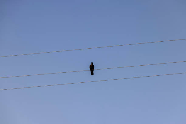 istock High voltage wires with birds 1498530567