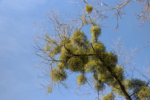 istock Trees covered with the mistletoe parasite in early spring 1498530679