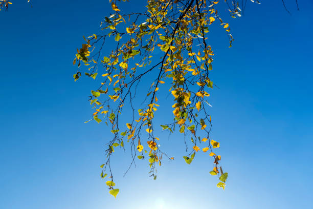 istock sunny autumn weather in the birch forest 1498530684