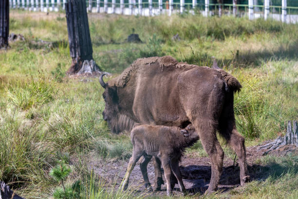 istock Wild animal European bison 1498530706