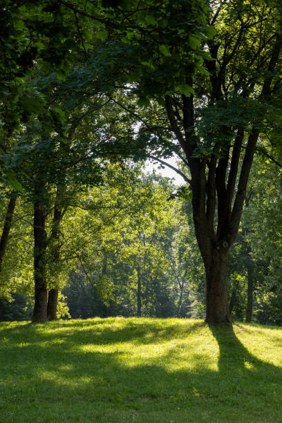 istock Deciduous trees with green foliage in summer 1498530873