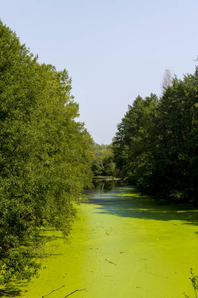 istock Swampy terrain with plants in summer 1498530903