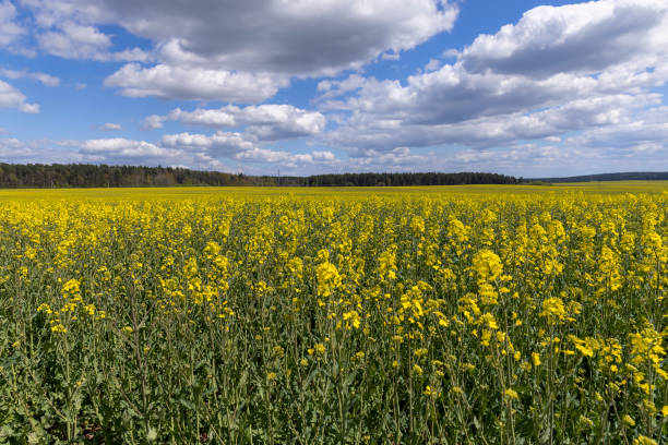 istock agricultural field with reps in sunny spring weather 1498530912