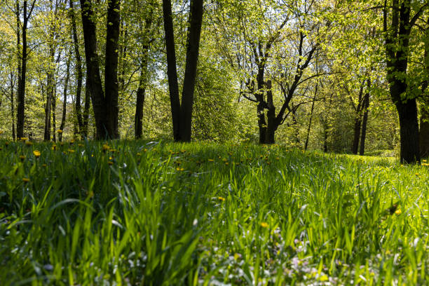 istock deciduous trees with green foliage in the spring season 1498531273