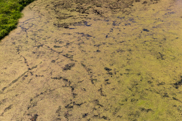 istock Swampy terrain with plants in summer 1498531283