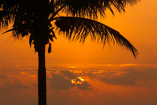 Sun rising in Mexico behind a palm tree