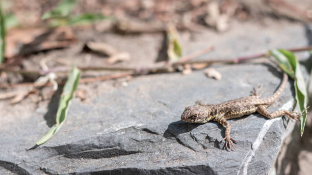 istock Photograph of small lizard sunbathing on a rock. 1498534114