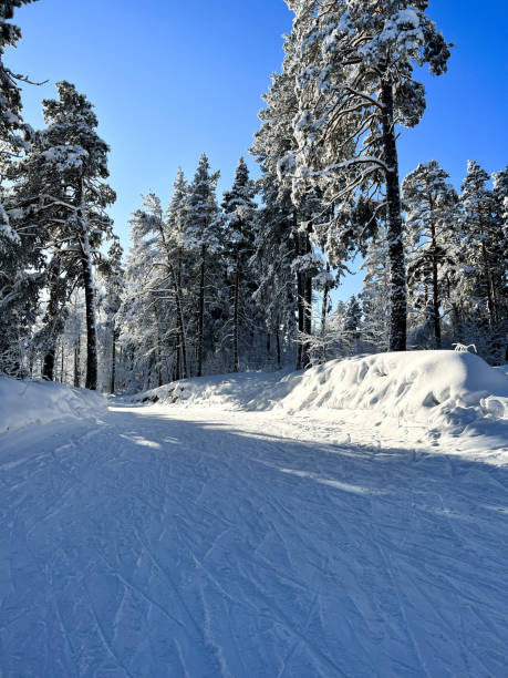 istock Siberian winter landscapes, forest, snow 1498534566