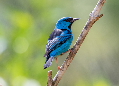 blue bird in tree