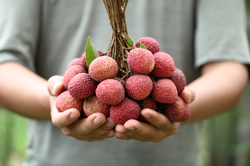 Lychee Fruit Holding By Hand Tropical Fruit In Summer Season Stock Lychee Fruit Holding By Hand Tropical Fruit In Summer Season Stock
