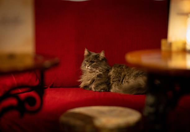 A fluffy gray cat comfortably lounging on a red sofa at a pub
