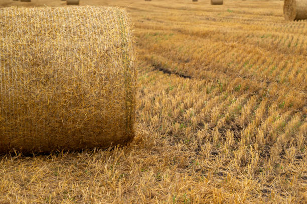 istock rolled hay roll on mown field with close up 1498539991