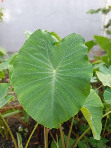 istock closeup green taro leaf plantations in Southeast Asia 1498540139