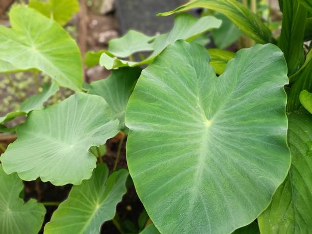 istock closeup green taro leaf plantations in Southeast Asia 1498540185