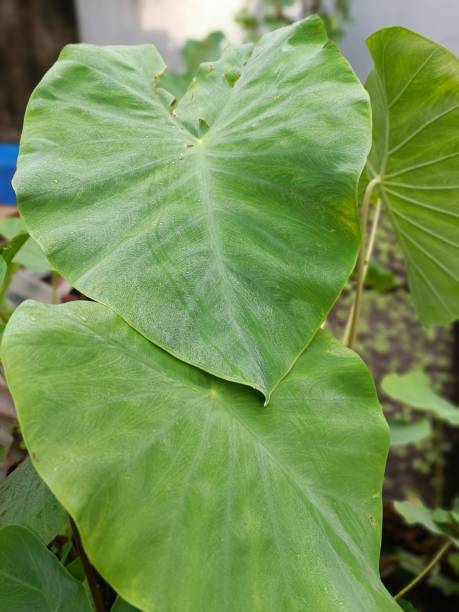 istock green taro leaf plantations in Southeast Asia 1498541169