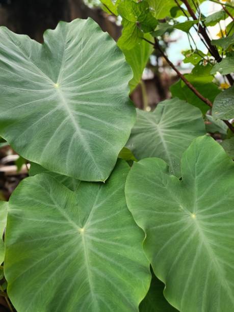 istock green taro leaf plantations in Southeast Asia 1498541223