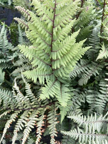 istock Painted fern leaves close up 1498541764