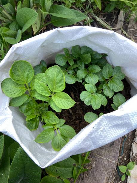 istock Group of potato plants growing in a bag 1498541829