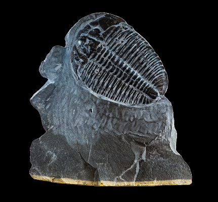 Large elrathia Kingi trilobite fossil in gray shale matrix.