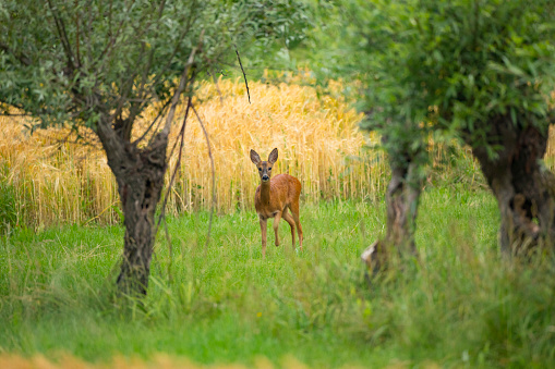 Deer By Wheat Field Looking at Camera.