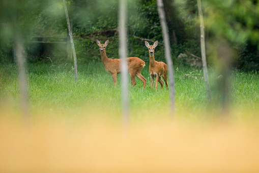 Two Deer By Agricultural Field Looking at Camera.