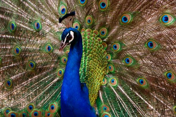 istock A Peacock displays its finery 1498544035