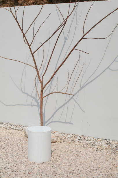 istock Tree branch over white wall background with trendy shadow and sunlight. Abstract neutral background. Minimal spring concept. 1498547912