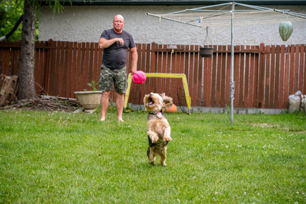 istock Boundless Fun: Capturing the Lively Interactions Between a Man and his Spirited Yorkshire Terrier 1498548466