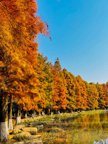 istock Autumn Metasequoia 1498551222