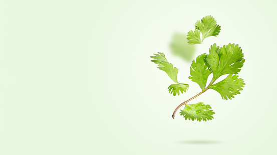 Falling Fresh Coriander leaves flying on light green background. Flying set of cilantro leaf. Organic green spices. Floating in the air food Creative concept. Spicy and fragrant herbs. Copy space.