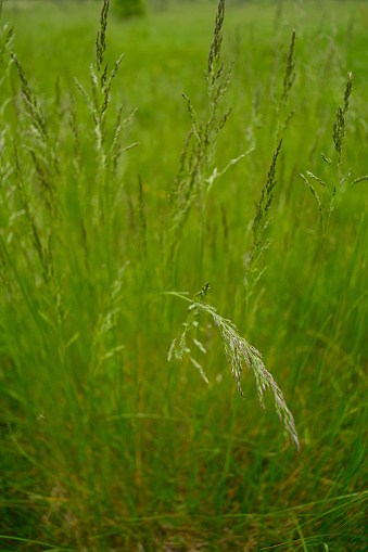 Background with spikelet of grass. Field grass, seeds close-up.