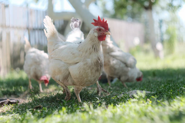 istock White hens graze in the garden under a tree. Domestic bird. 1498557245