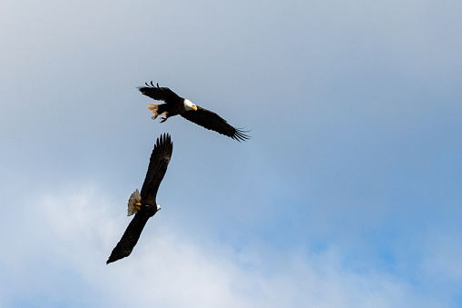 Bald eagles in mid-flight fight in coastal Alaska United States