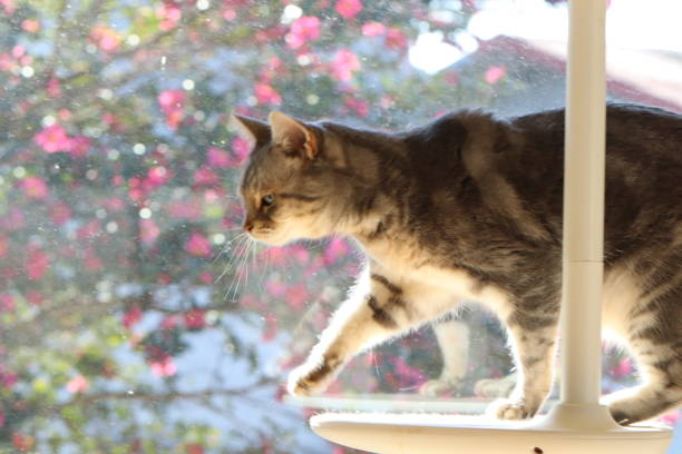 istock An American shorthair cat walking on a cat tower. 1498559259