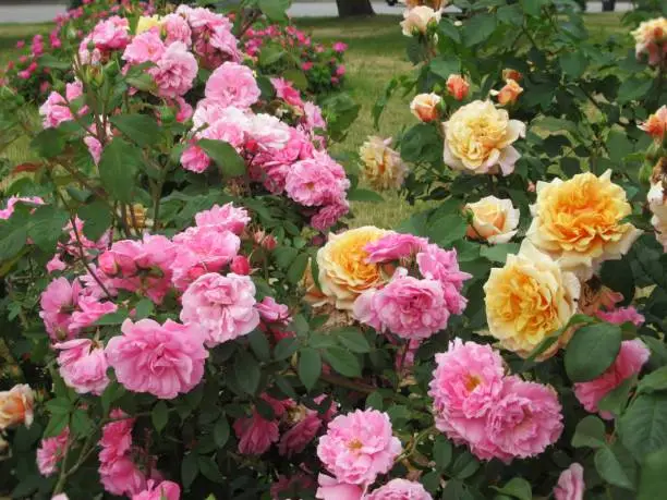 Beautiful Bright Closeup Pink Roses Blooming In The Rose Garden